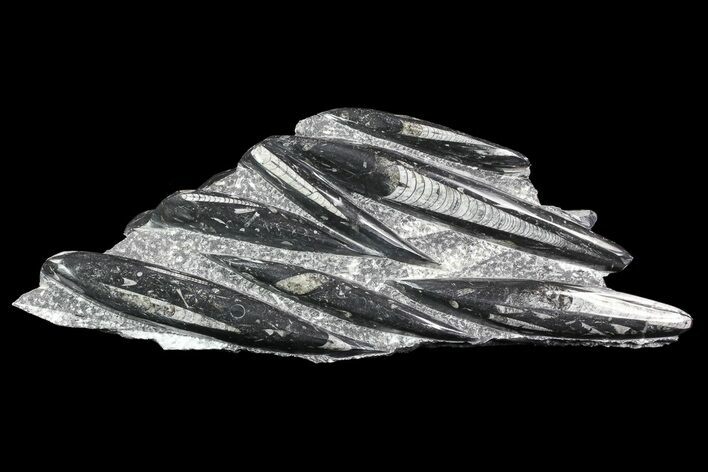 Polished Fossil Orthoceras (Cephalopod) Plate #83174